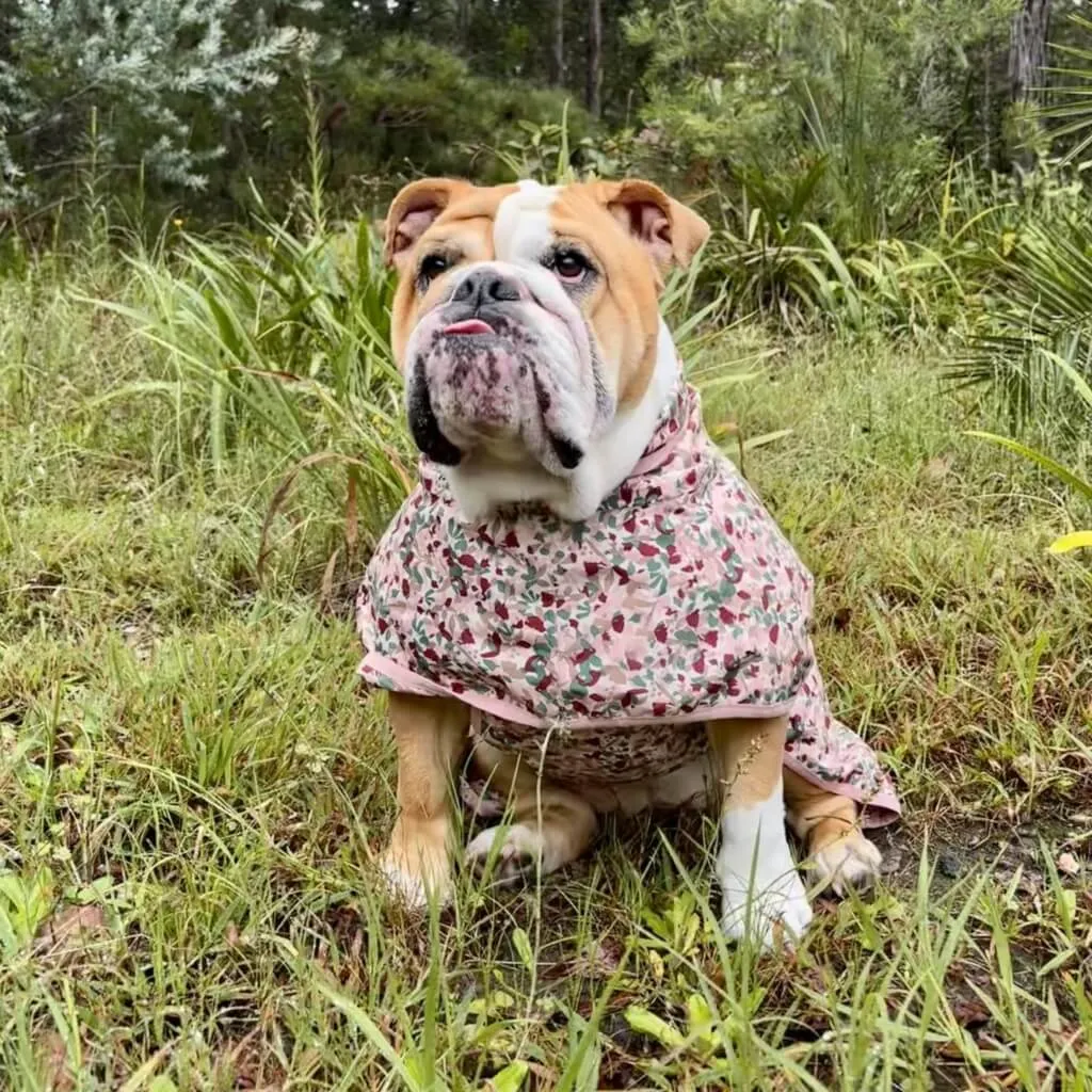 Beat the Elements Dog Raincoat | Pink Ditsy