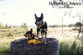 Dog Collar PVC 32mm x 55cm - Yellow